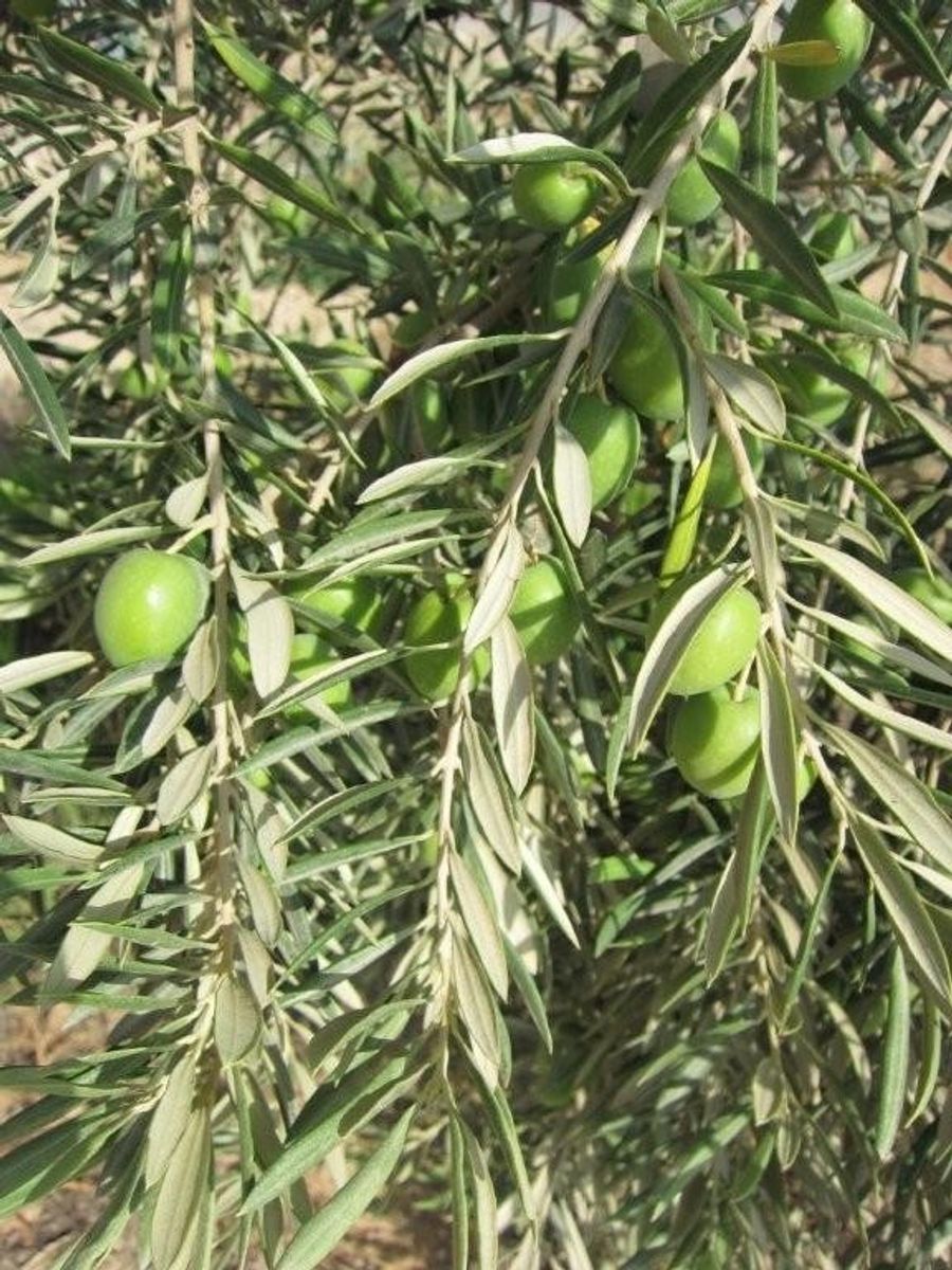 Oliventre i hagen