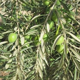 Oliventre i hagen