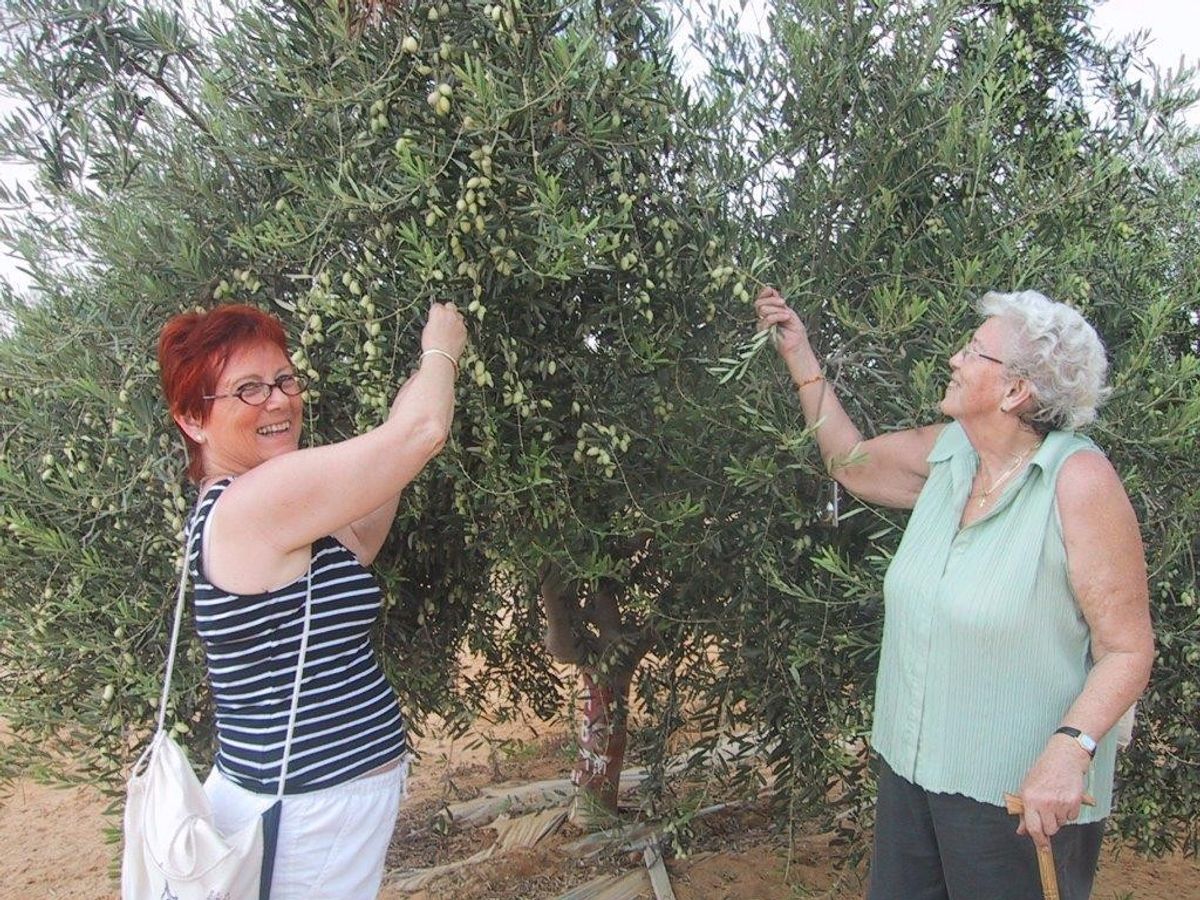 Plukk egne oliven i nærheten