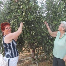 Plukk egne oliven i nærheten